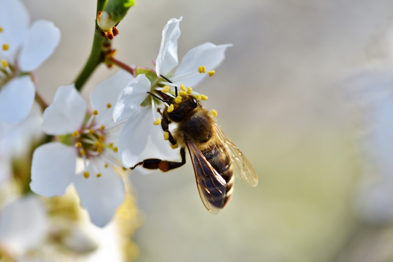 jardinerie-GAREOULT-min_bee-4092986